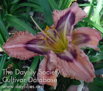 Daylily Do What You Love